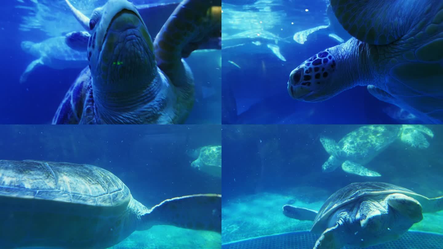海底海龟 大海龟