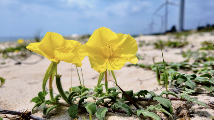 海边月见草