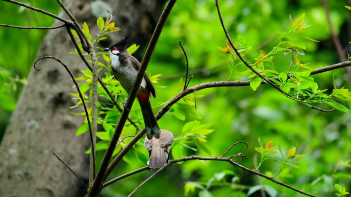 两只小鸟红耳鹎站在树枝上