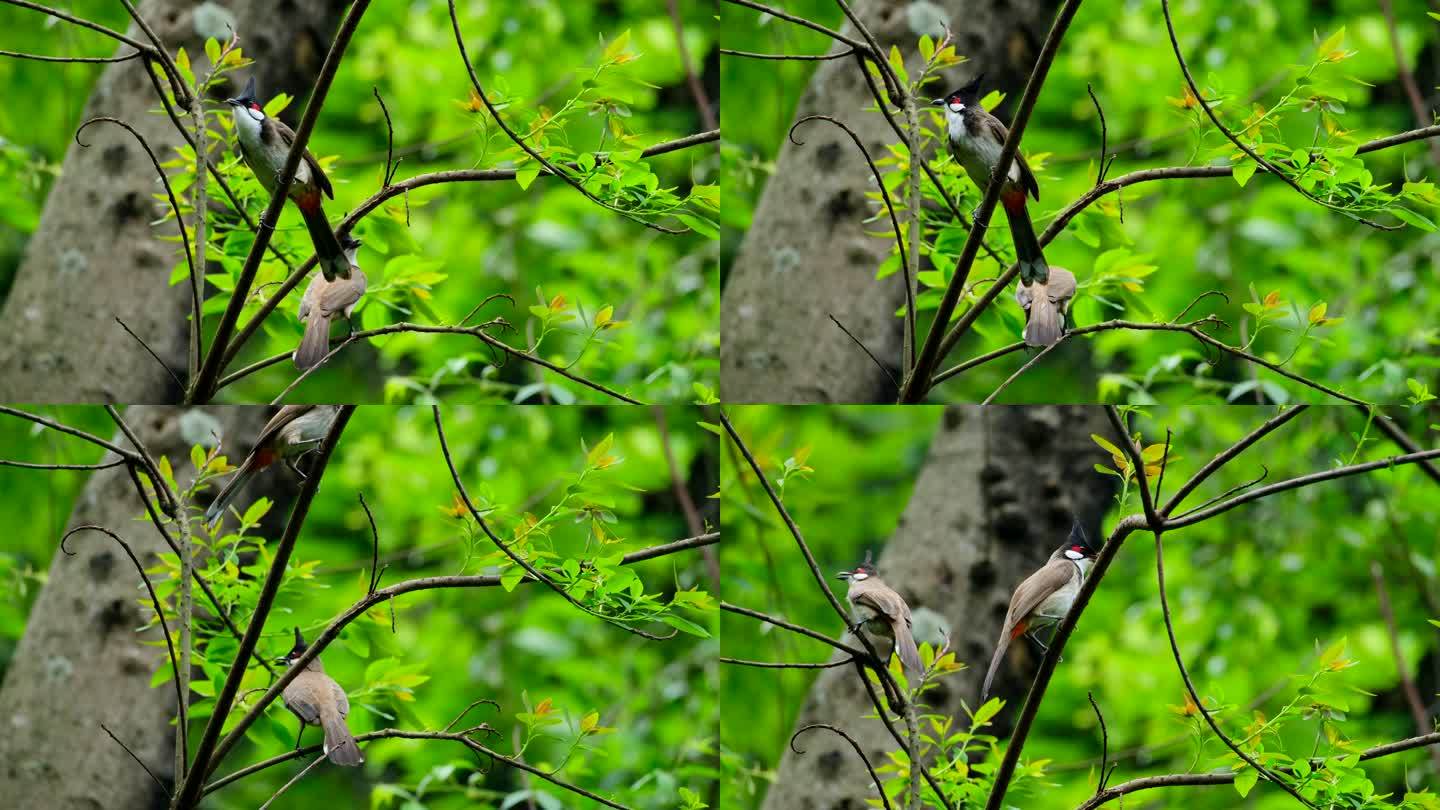 两只小鸟红耳鹎站在树枝上