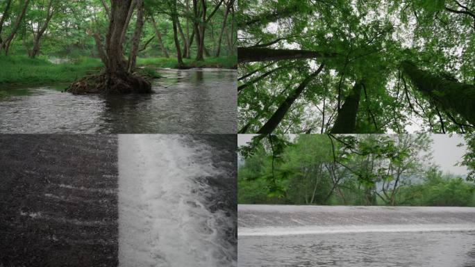 绿色大自然森林溪水天然氧吧绿野仙踪