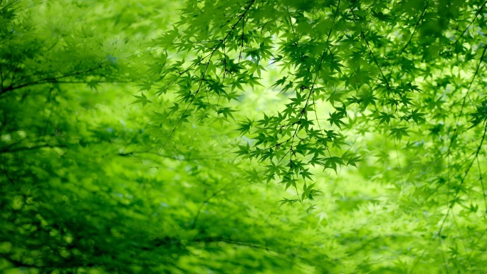 唯美阳光穿过树叶小清新绿色逆光初夏清凉