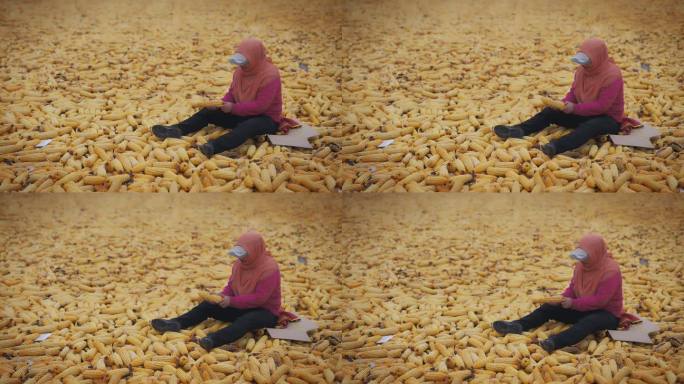 农民扒玉米