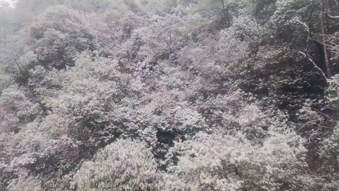 安徽黄山风景区索道缆车雪山美景风景视频素