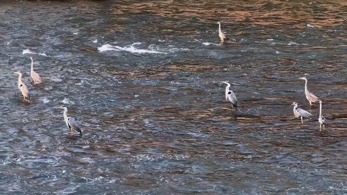 白鹭苍鹭 鸟类 河道 人与自然 和谐画面