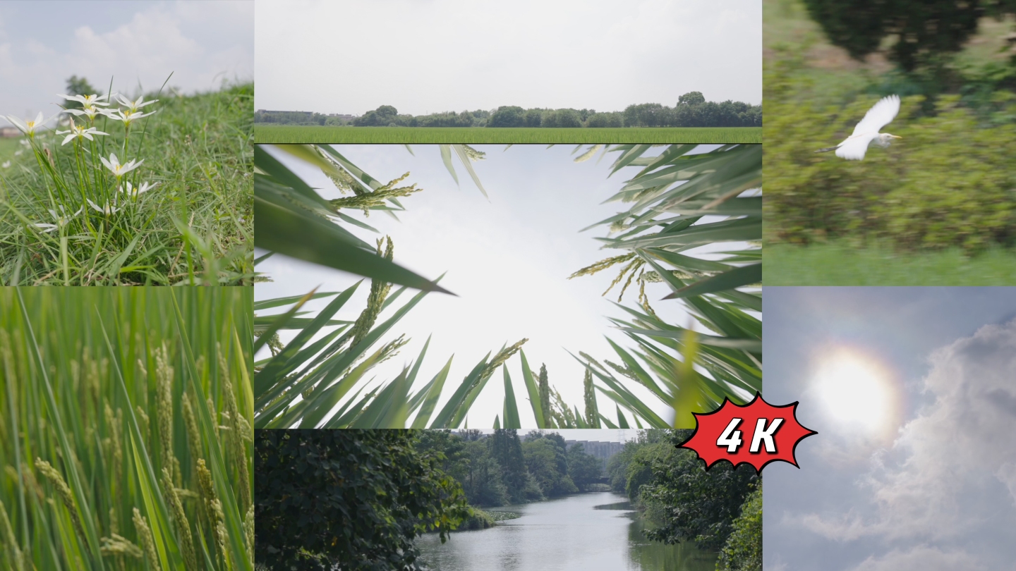 4K升格拍摄稻田水稻田园美丽乡村风情