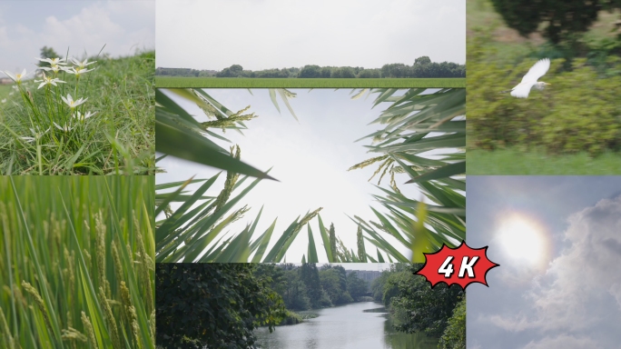 4K升格拍摄稻田水稻田园美丽乡村风情