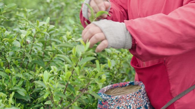 春天茶农茶山采茶特写镜头