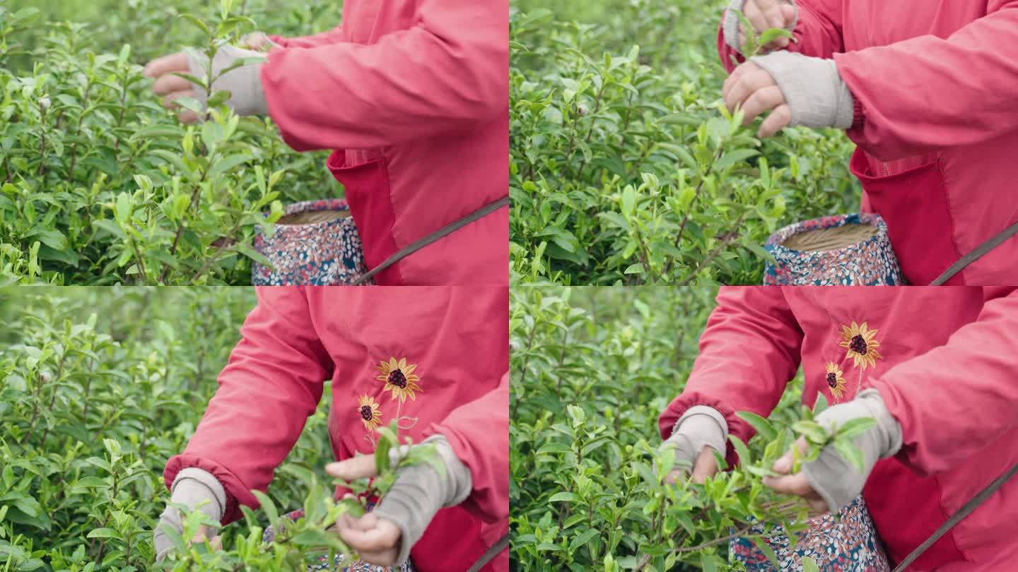 春天茶农茶山采茶特写镜头