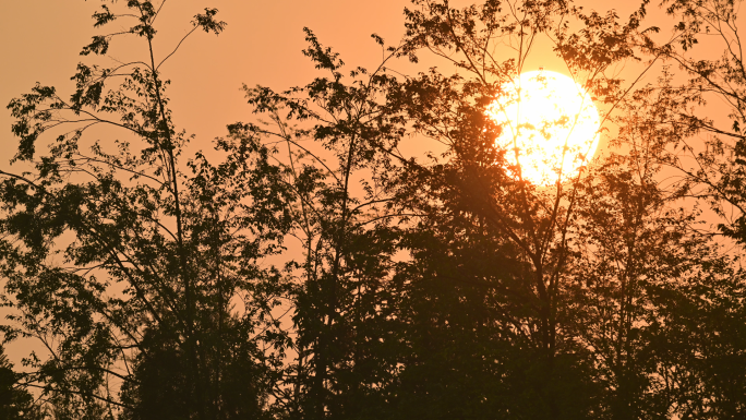 一轮红日在树梢间升起延时摄影太阳升起