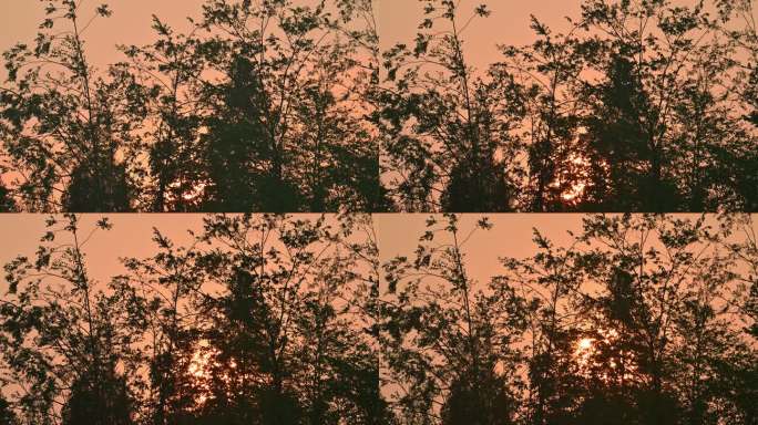 一轮红日在树梢间升起延时摄影太阳升起