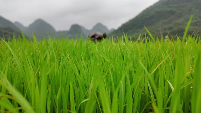 春耕、水稻种植