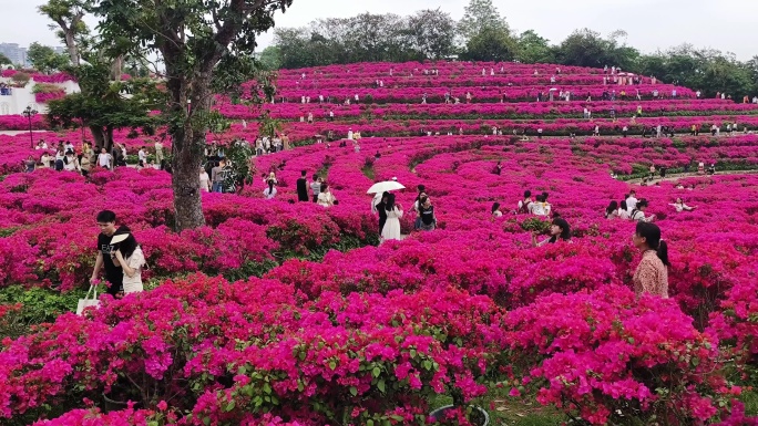 植物花海绿化三角梅旅游景点三角花梅盛开