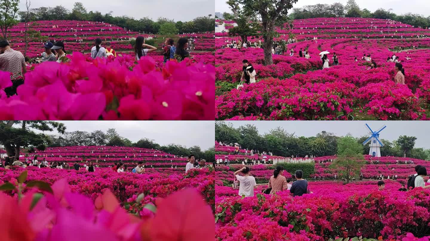 植物花海绿化三角梅旅游景点三角花梅盛开