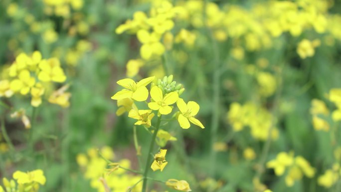 油菜花空镜