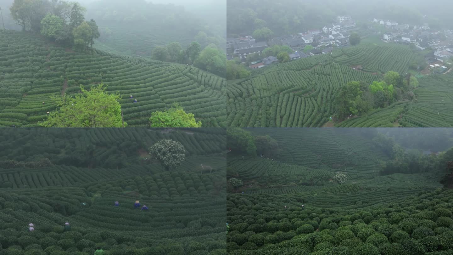 烟雨杭州西湖龙井村狮峰茶园龙井茶采摘航拍