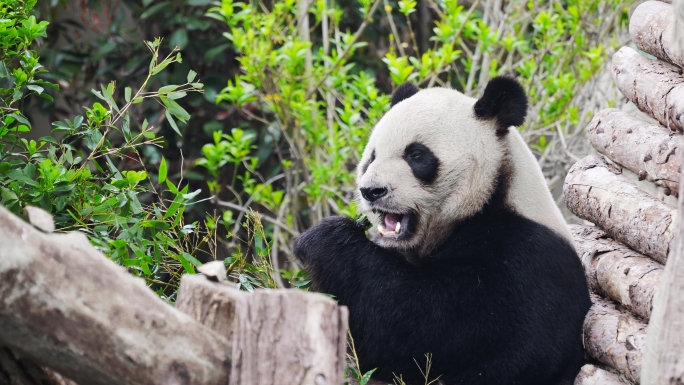 大熊猫  熊猫吃竹子