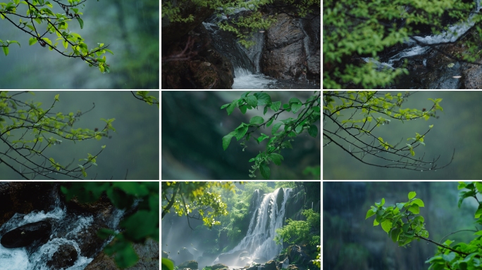 森林立春雨水惊蛰谷雨节气视频
