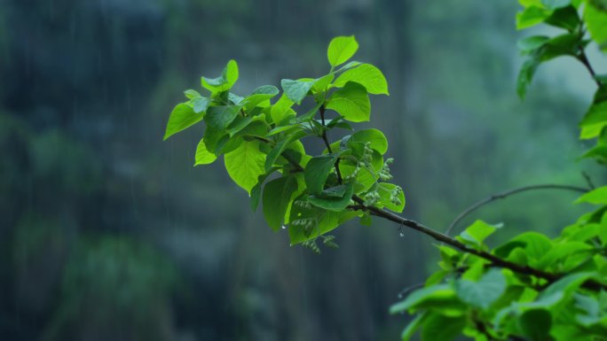 森林立春雨水惊蛰谷雨节气视频