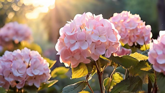 绣球花 八仙花紫阳花七变花粉团花洋绣球