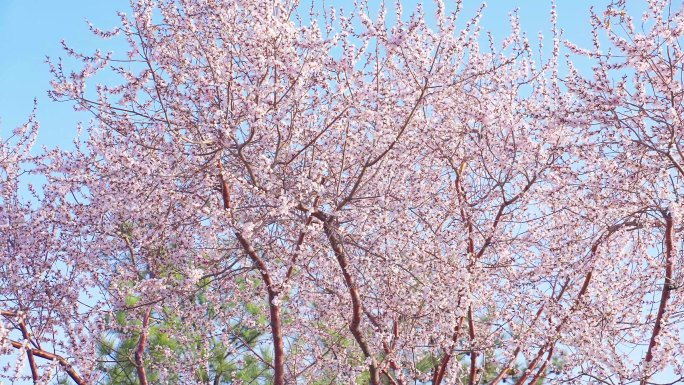 春暖花开桃花盛开 桃花空镜「实拍」