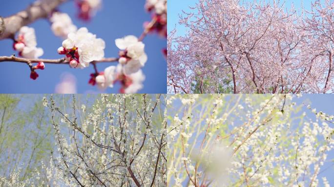 春暖花开桃花盛开 桃花空镜「实拍」