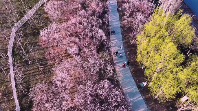 桃花林空镜航拍