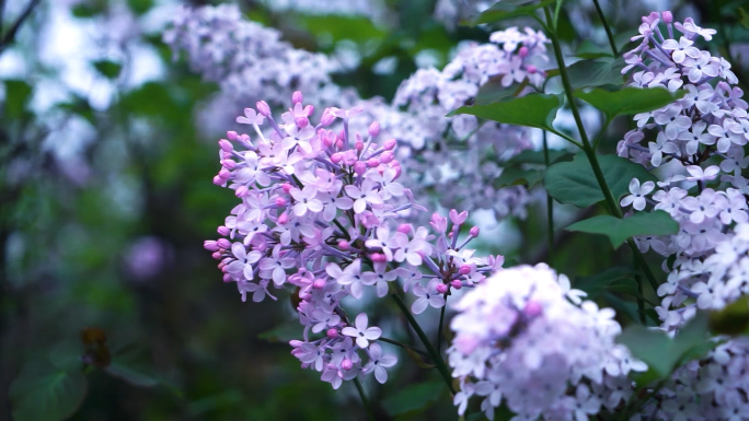 【可商用】4K实拍丁香花 丁香花开 春天