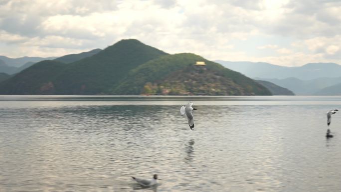 4k升格拍摄泸沽湖海鸥滑翔