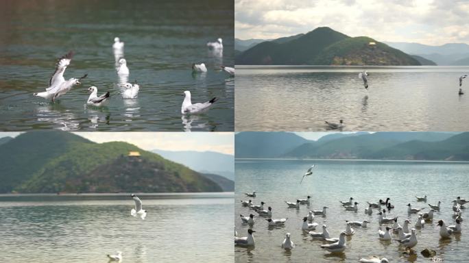 4k升格拍摄泸沽湖海鸥滑翔