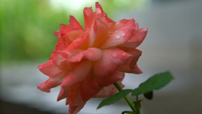 4k 雨后的花朵 实拍