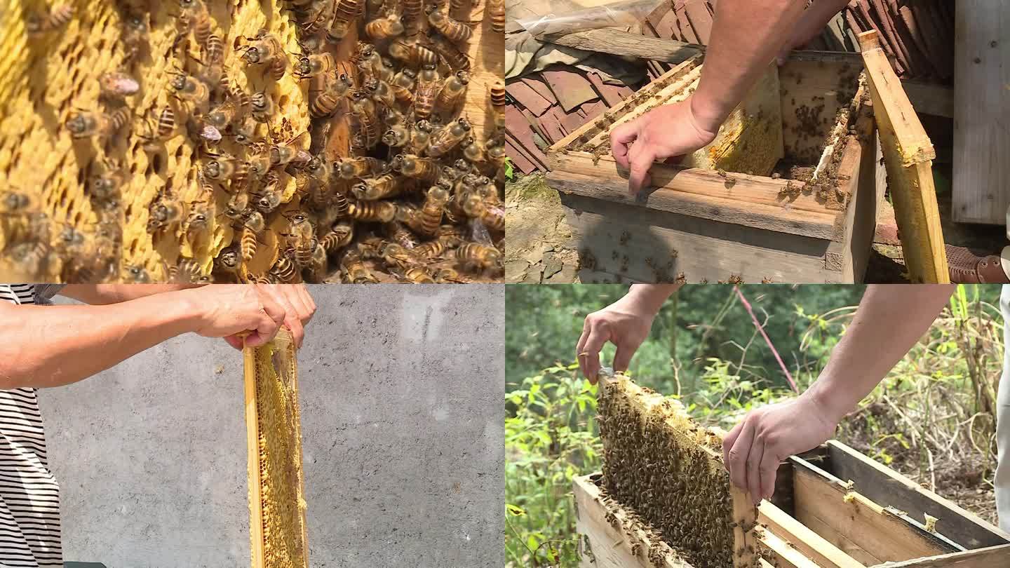 养蜂采蜜蜂蜜蜂蜡割蜜