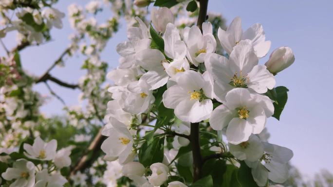 山楂花