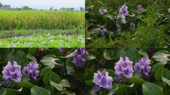 凤眼莲水葫芦