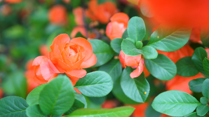 海棠花开  鲜花盛开  春暖花开