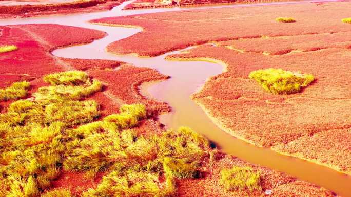 青岛红海滩碱蓬草湿地候鸟航拍