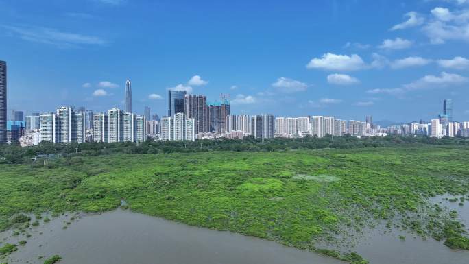 深圳福田区红树林自然保护区航拍