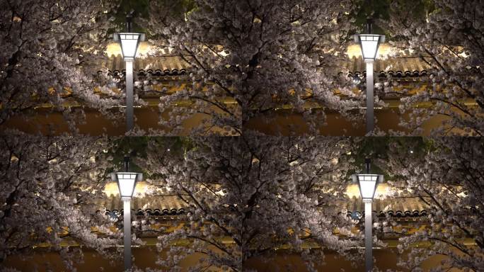 台州临海紫阳街樱花实拍C0132