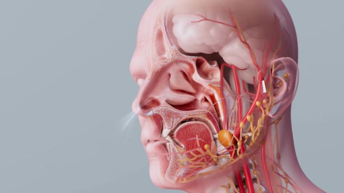人体鼻炎鼻粘膜鼻腔内部解剖结构