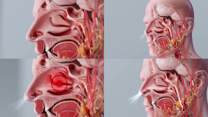 人体鼻炎鼻粘膜鼻腔内部解剖结构