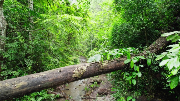 航拍郁郁葱葱的西双版纳热带雨林风景