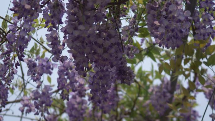紫藤花花朵花瓣花开盛开绽放