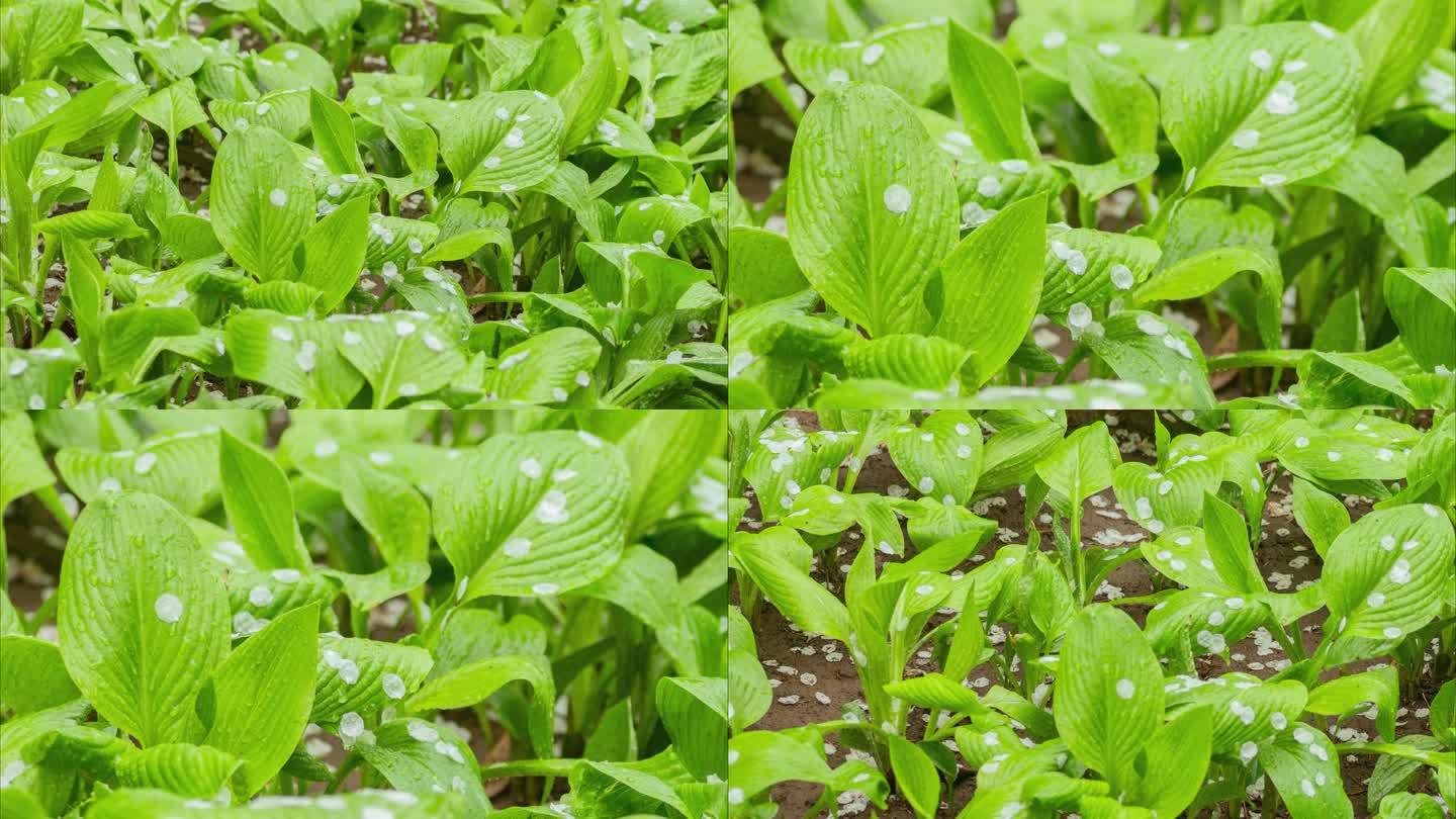 杏花桃花春雨花瓣绿叶