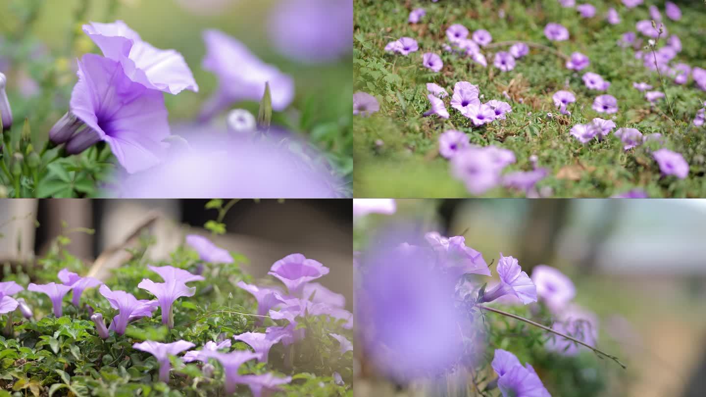 爬满山坡的牵牛花升格