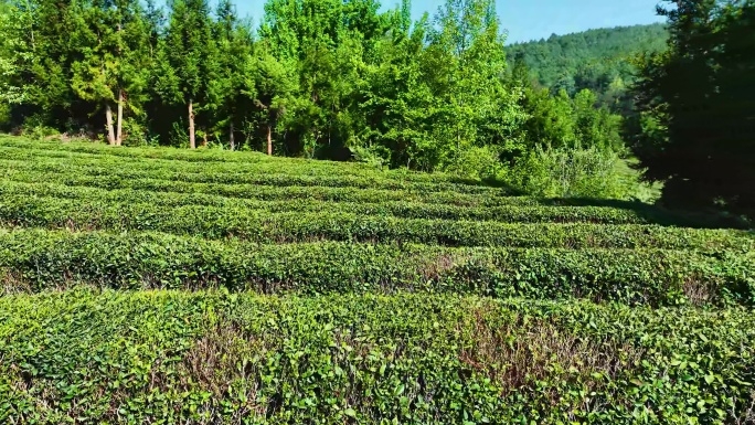 贵州省威宁县香炉山茶园