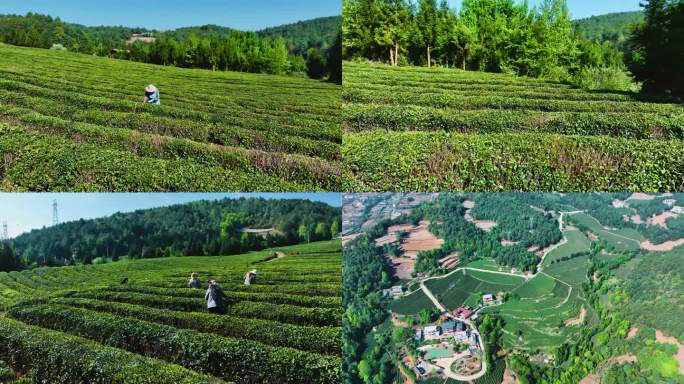 贵州省威宁县香炉山茶园