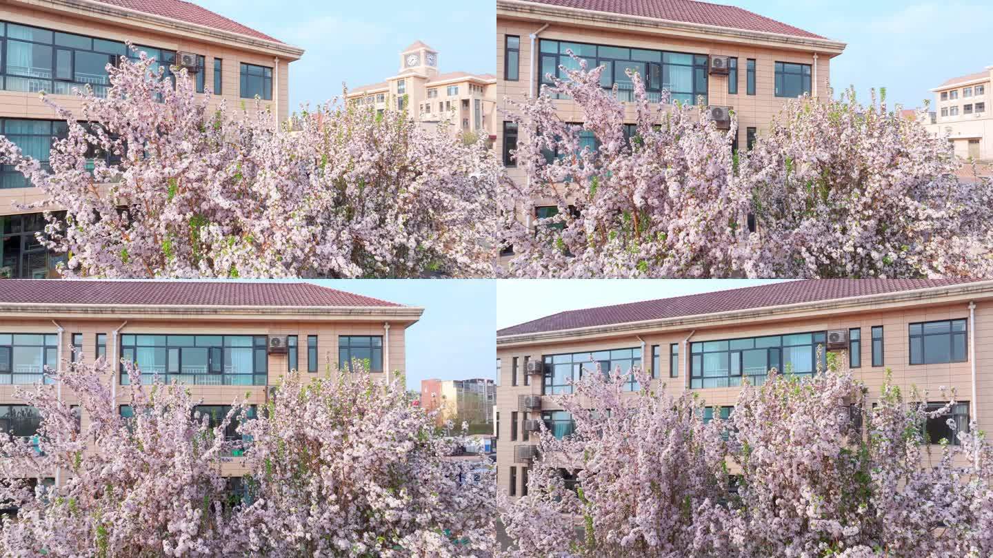 海棠花盛开航拍海棠花海四月海棠春天校园