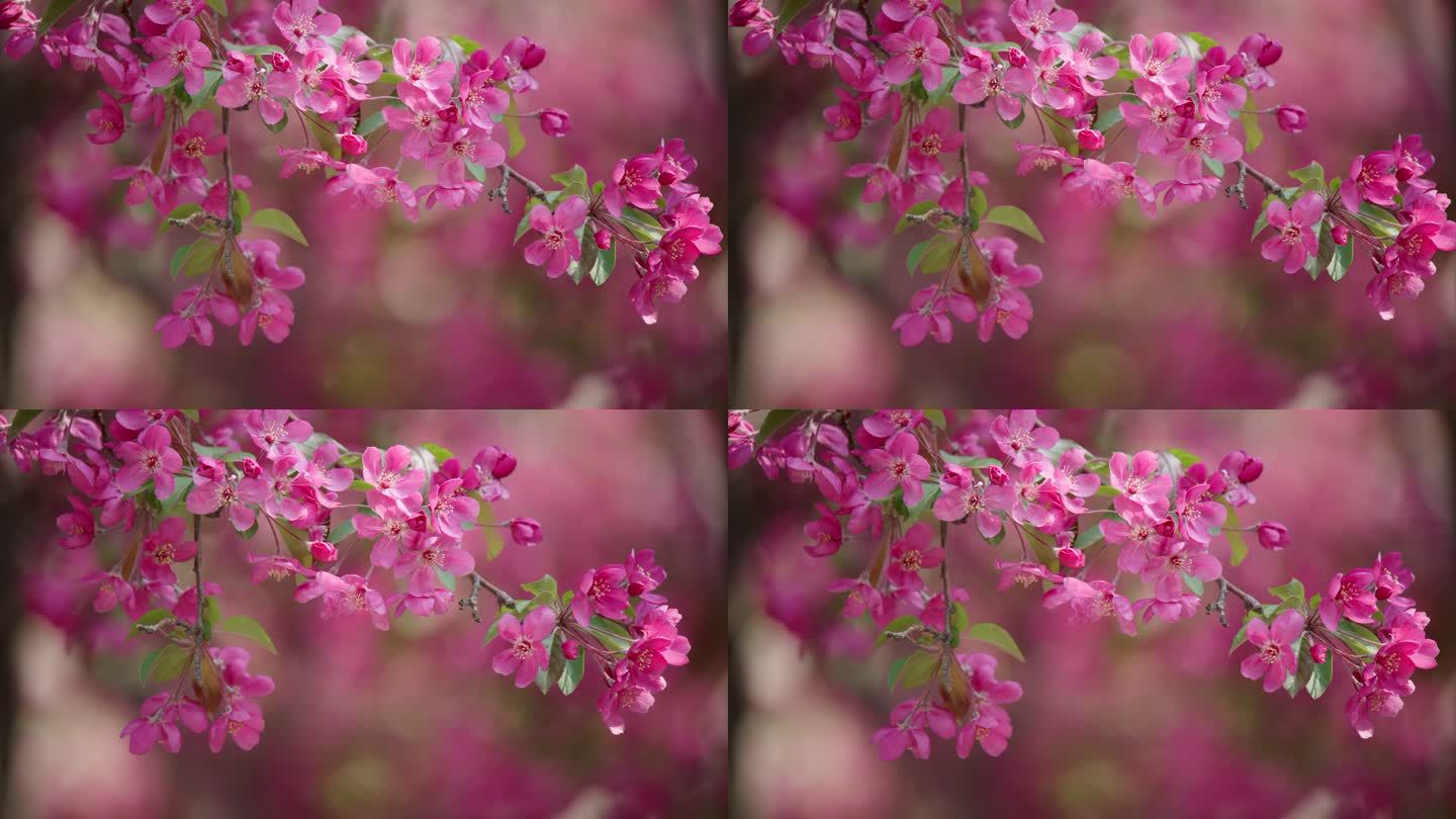 绚丽海棠花8K超清空镜