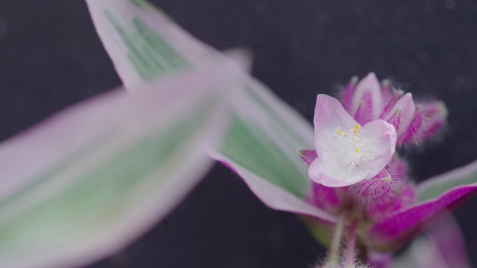 春暖花开，春天来了，百花齐放，鸟语花香