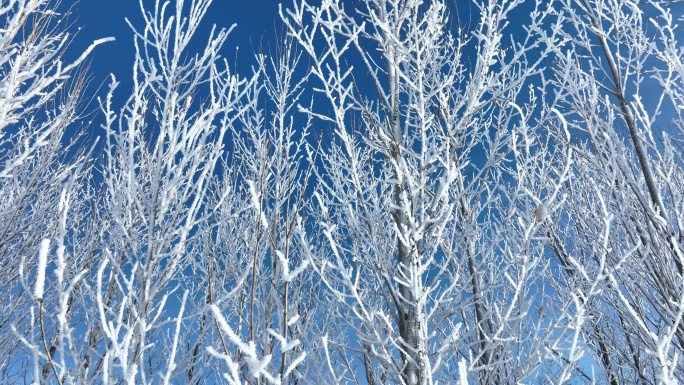 冰景雪霁树枝天空